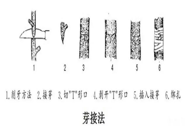 主要的嫁接方法，嫁接的组成是什么（枣树嫁接技术一目了然）