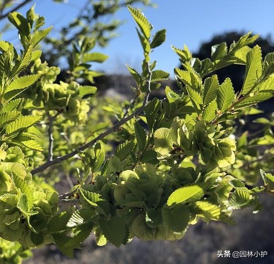 榆树叶，又是一年榆钱香（榆树叶子）