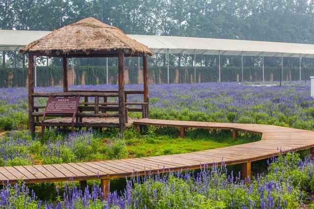 北京蓝调薰衣草庄园，北京薰衣草庄园（北京的蓝调薰衣草庄园就能狠狠浪漫一把）