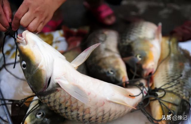 黄鲤鱼可以吃吗，黄金锦鲤鱼可以吃吗（还能不能成为“豫菜头牌”）