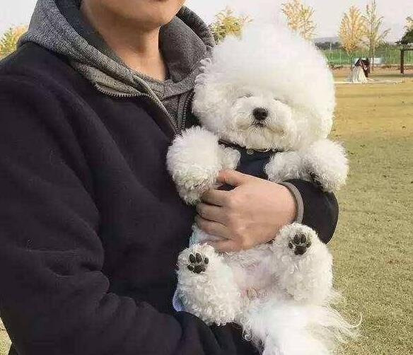 小狗不吃不喝光想趴着，小狗不吃不喝光想趴着鼻子干的（通常都会做这5件事）