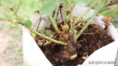 根瘤病用什么农药治,治疗根瘤病的药(月季癌症得了一个传染一大片) 根瘤病用什么农药治,治疗根瘤病的药(月季癌症得了一个传染一大片)