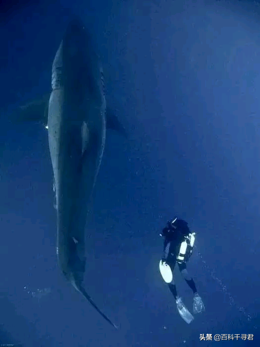 鲨鱼为什么不吃海豚，为什么鲨鱼不吃海豚（“鲨鱼不吃海豚”这样明显的谣言为何能甚嚣尘上）