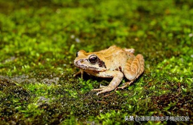 比较常见的青蛙种类，青蛙种类图片大全