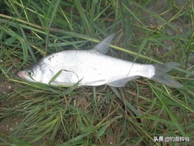 钓翘嘴鱼技巧与美味做法全攻略：选对钓法，轻松享受鲜嫩佳肴