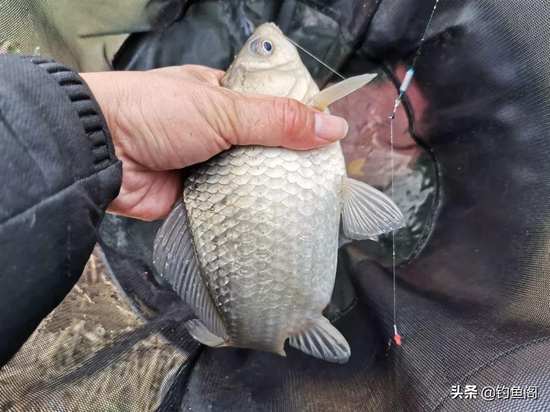 鱼起浮未必钓浮，正确调漂技巧揭秘：如何精准应对不同水层鱼情