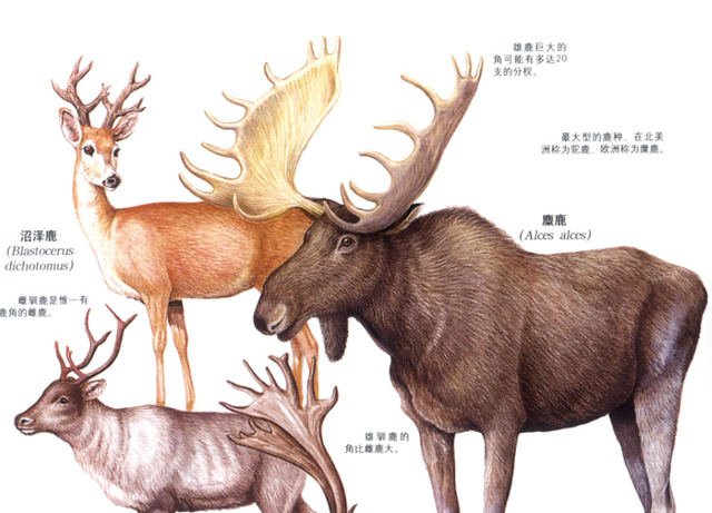 大角鹿被称为爱尔兰麋鹿还是北美驯鹿，爱尔兰麋鹿灭绝了吗（哺乳纲动物之牛科动物）