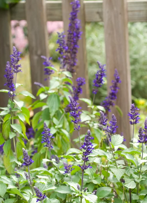 蓝花鼠尾草有几个品种，蓝花鼠尾草有几个品种图片（18种漂亮的鼠尾草）