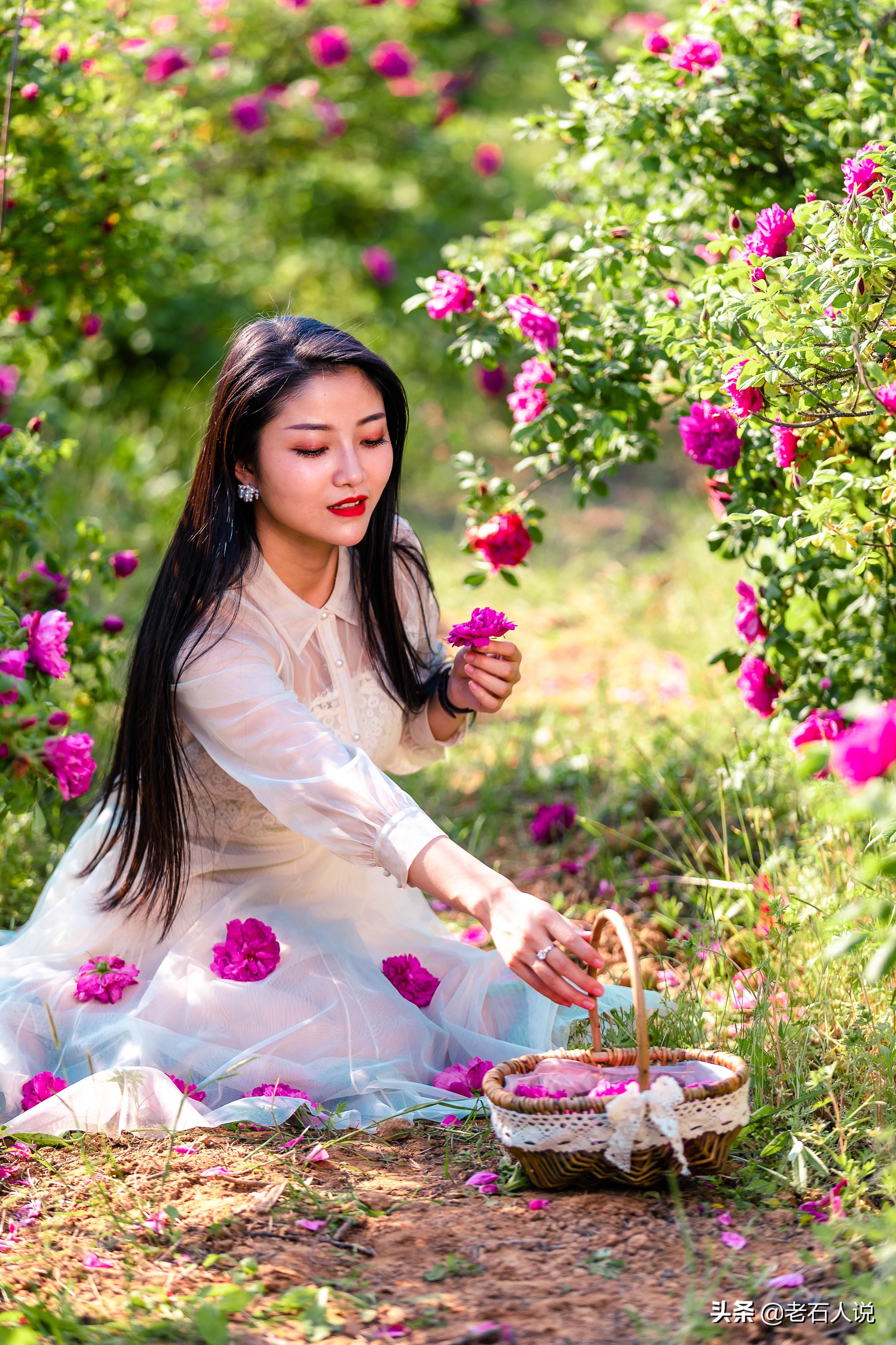 玫瑰花开的季节，玫瑰花在什么季节长出来（玫瑰花在什么季节长出来的）