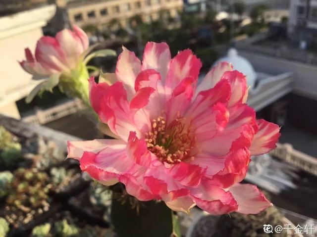 荷花的外貌特征，荷花的外貌特征怎么写（这花平时丑的没人看）