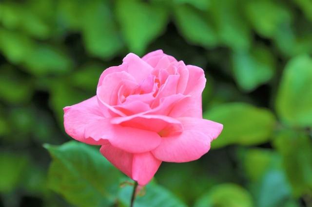 巨蟹女耐看的原因，12星座女孩漂亮吗（人称“第二眼美女”）