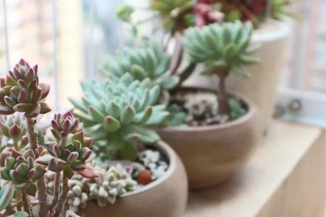 丸叶松绿怎么养，丸叶松绿的叶子可用来繁殖吗（养多肉，记名字，预防老年痴呆）