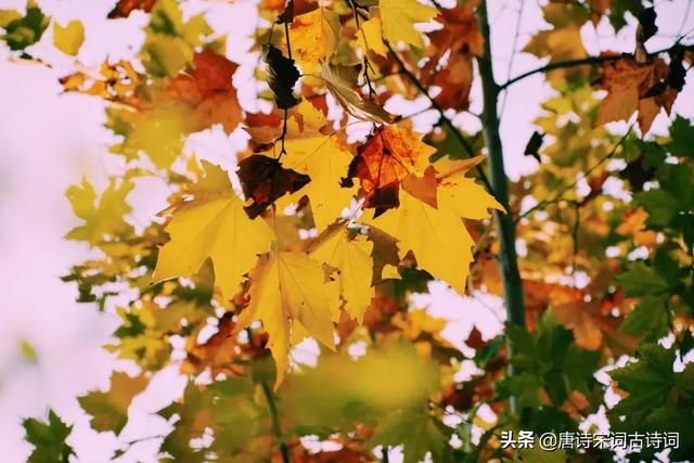 今日逢君不识君下句，今日逢君君不识下一句（诗词丨最是时光留不住）