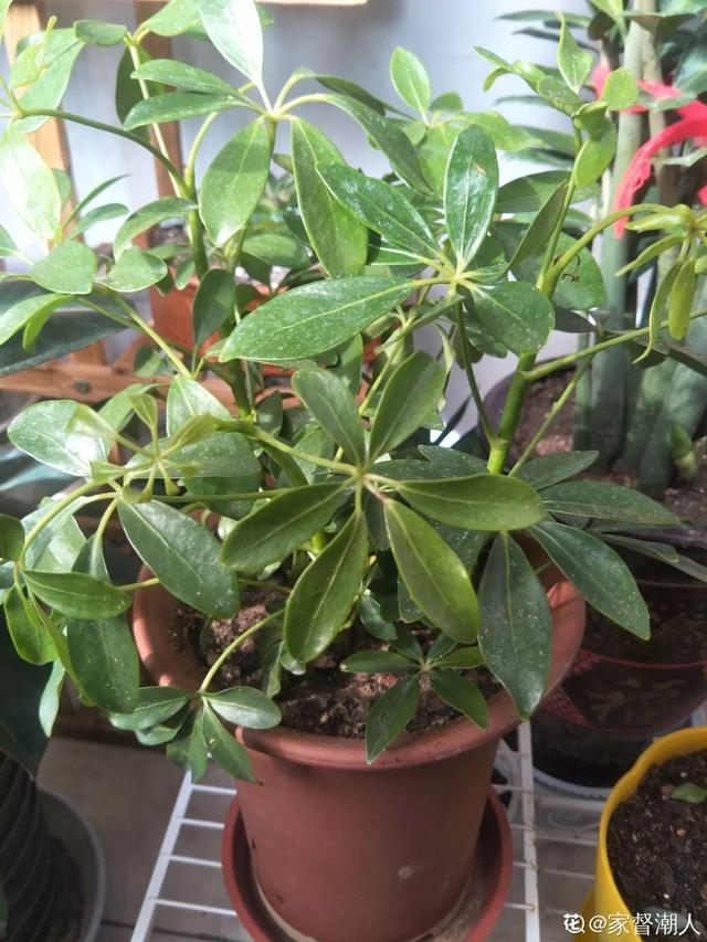 鹅掌柴的作用与功效，鹅掌柴的功效与作用（一养就能养20年）