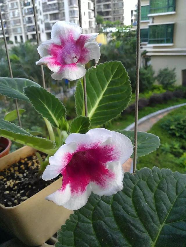 地不容的繁殖方法，地不容的繁殖栽培（试试哪一种方法更容易成功栽种在阳台上）