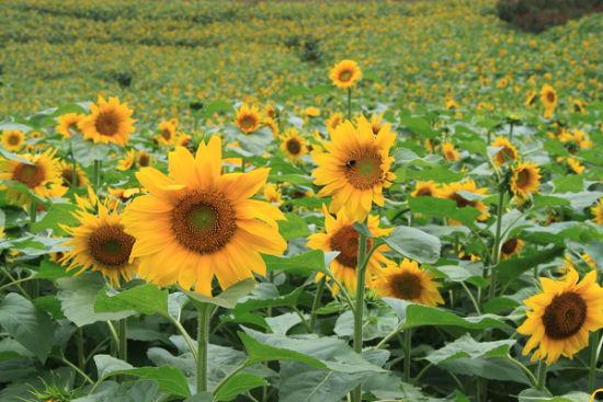 向日葵叶，向日葵种植技术（向日葵叶子图片）