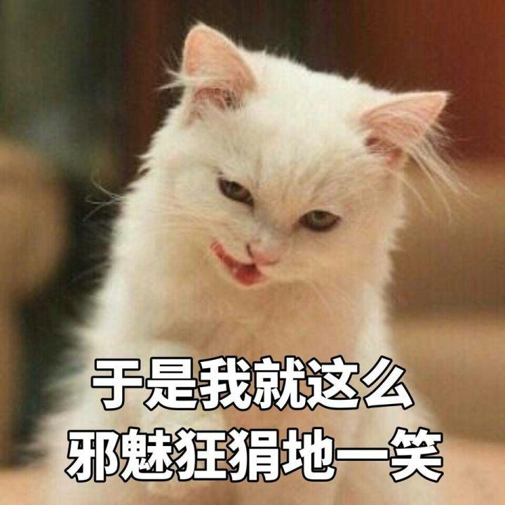 宠物加菲猫多少钱 加菲猫多少钱一只?加菲猫价格行情?