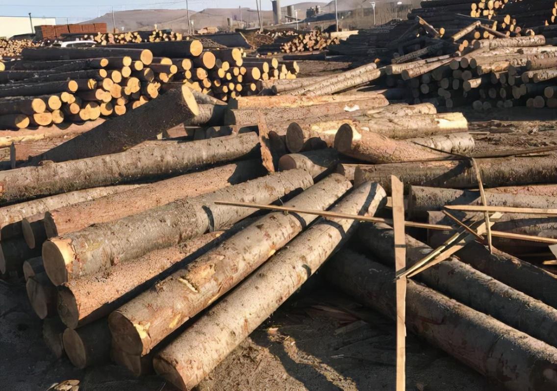 铁桦树有多硬呢?