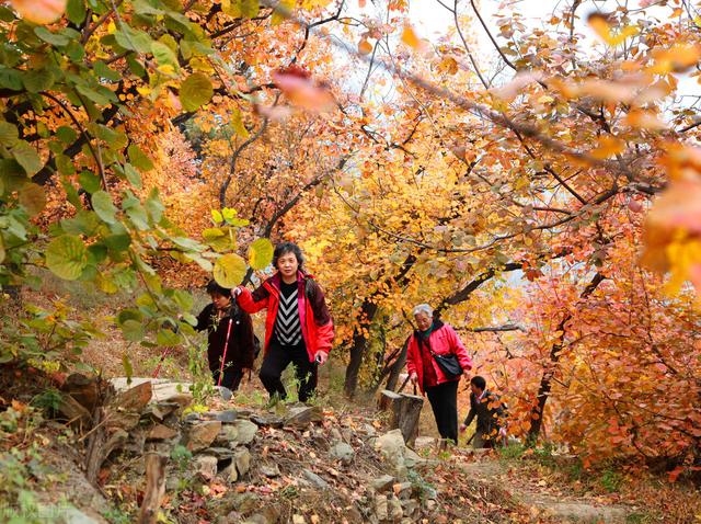 香山红叶节什么时候红及必须要知道的细节，香山红叶节什么时候开始（香山红叶什么时候最红现在最红）