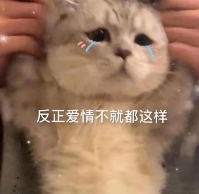 一对可爱狗狗表情包图集，情侣专用狗狗猫猫可可爱爱沙雕表情包