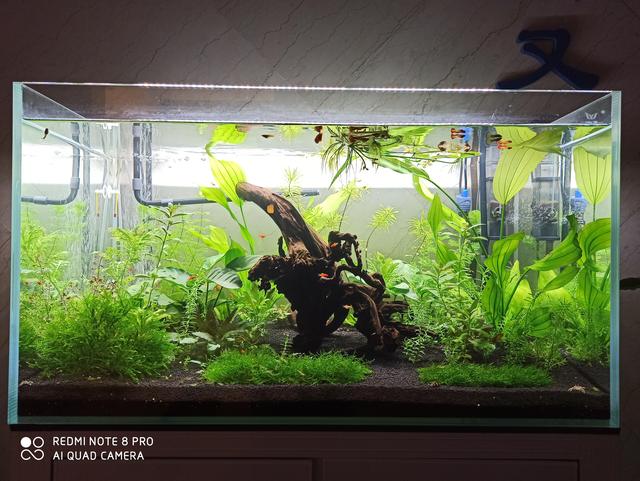 水沉木与阴沉木的区别是什么,水沉木和阴沉木的区别(鱼缸沉木造景受鱼