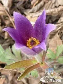 白牛胆的功效与作用，白牛胆的功效与作用禁忌（中药图片大全与功效）