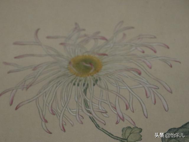 葩的读音（葩怎么读，葩是什么意思（金佛座、搓粉妆、绶带紫、鹤头丹）