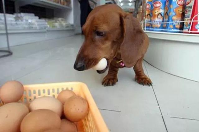 狗狗可以吃蛋黄吗，狗狗可以吃蛋黄吗能够吃多少呢（狗狗摄入蛋黄过量易诱发肾衰）