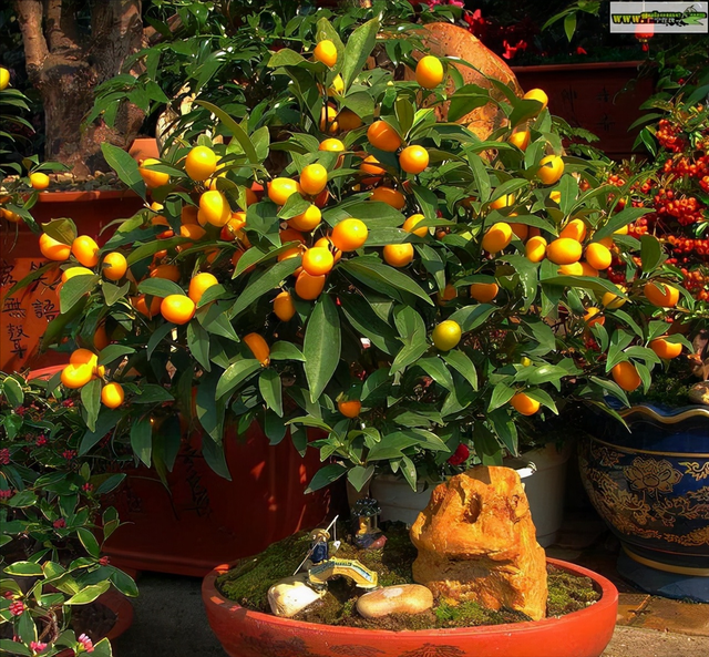 排名第一最好的镇宅树，镇宅招财旺人的植物（4种树“进宅”）