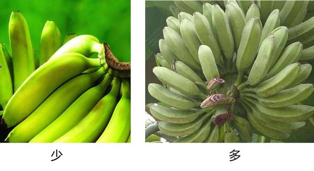 自然数的计数方法是什么，自然数的计数方法是什么四年级（《和妈妈一起玩数学》——手指脚趾计数自然）