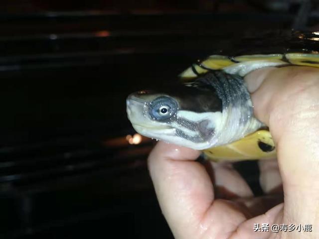 养金钱龟赚钱吗，养龟行业的分析（石金钱龟价格暴涨和暴跌的背后）