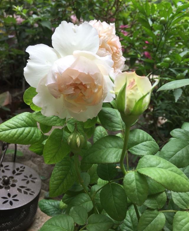 月季几月份开花，月季开花几季（要让月季秋季也开花）