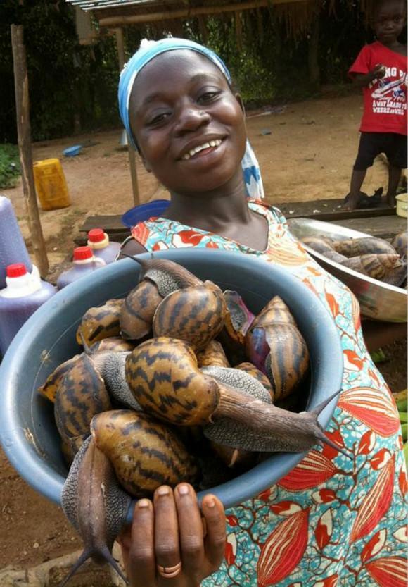 蜗牛的天敌是什么，蜗牛怕什么东西（在这种巨型蜗牛面前）