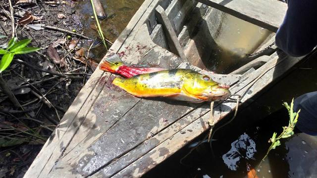 帝王三间和巴西亚鱼有什么区别，巴西亚鱼与皇冠三间鱼有什么区别（也许等不到中国钓鱼人就被消灭光了）