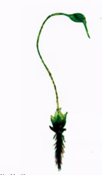 直根系和须根系植物，直根系和须根系植物图片（神奇的植物<植物的根>）