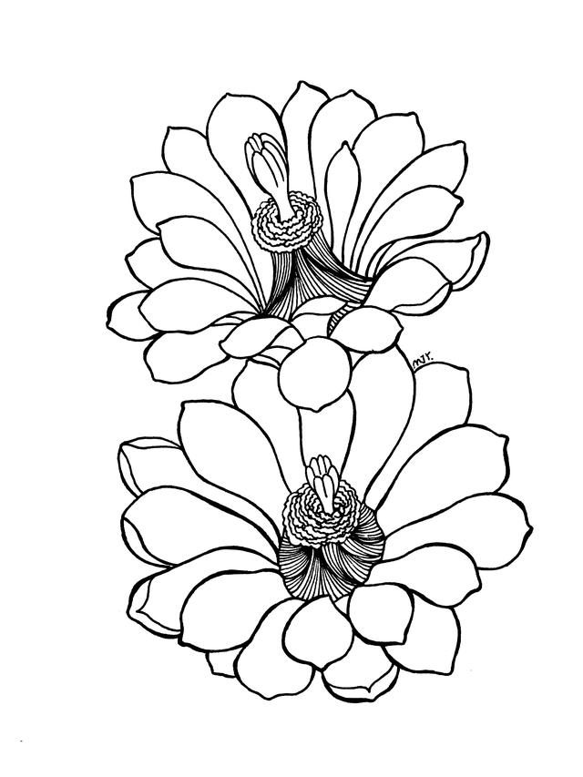 花瓣的简笔画法，花瓣简笔画图片大全（零基础也可以画的很好看）