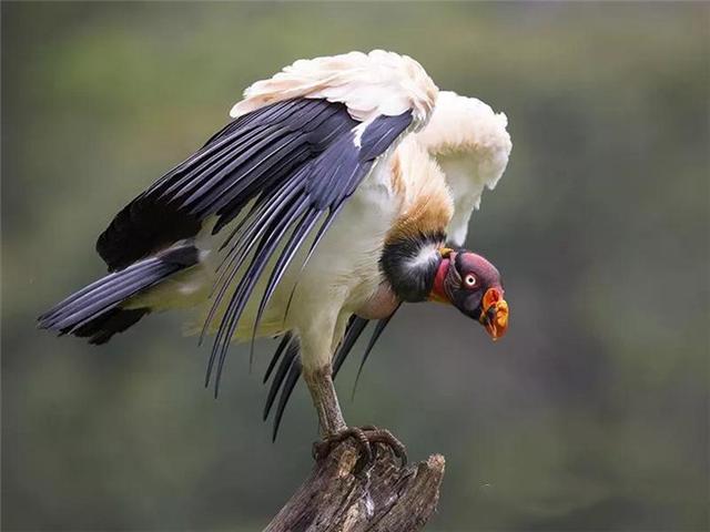 安第斯神鹫吃什么，安第斯神鹰吃狮子（秘鲁出现世界上最大的猛禽神鹫）