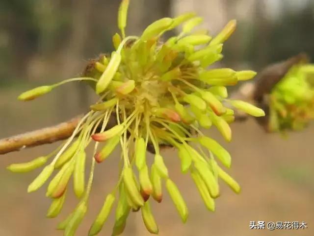 金缕梅，国家一级濒危珍稀植物（金缕梅对皮肤的作用）