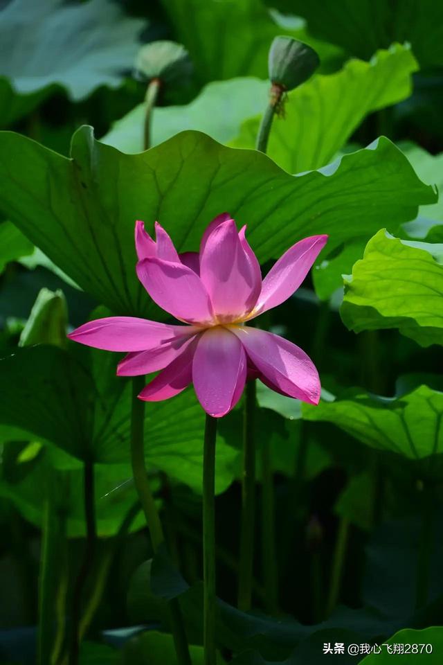 荷花可以用什么形容词，荷花用什么形容词修饰（过雨荷花别样艳）