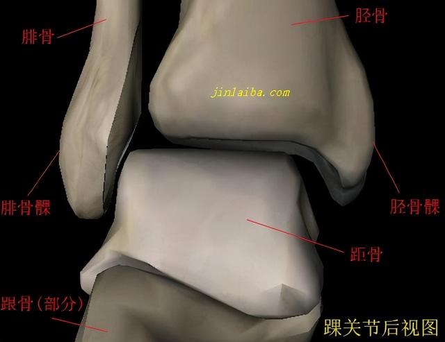 义肢和假肢有哪些不同，假腿为什么叫义肢（下肢截肢的类型及适用的假肢）
