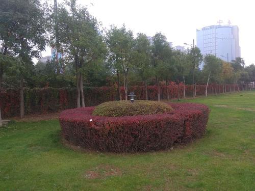 小檗的习性是什么，小檗科的主要特征（紫叶小檗育苗新技术）