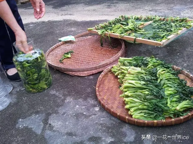 野芥菜是什么菜，芥菜是一种野生的什么菜（油菜田边的一种野菜）