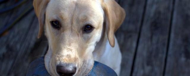 大巴可以带宠物吗，坐大巴车可以带宠物吗（大巴可以托运狗狗吗）