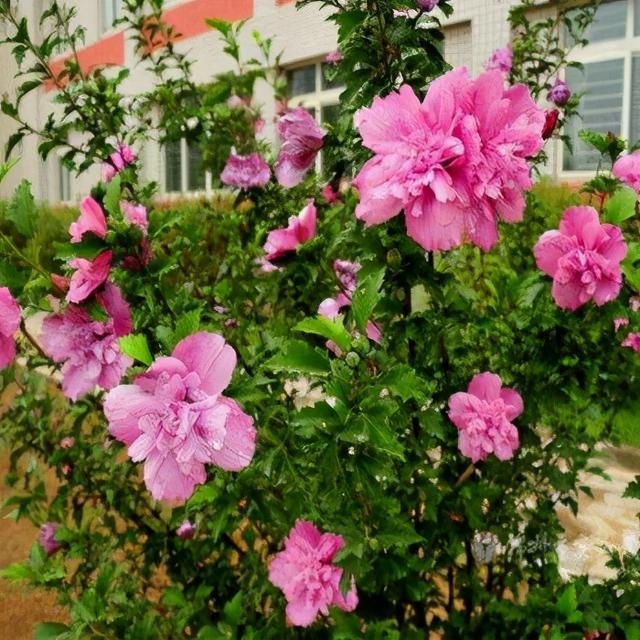 雨水是酸性还是碱性，正常雨水是酸性还是碱性（下雨多淋“雨水”）