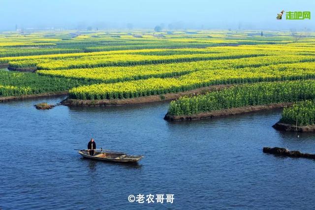油菜花开的季节，适合家庭室内养的花与绿植（2019年全国油菜花开放时间表）