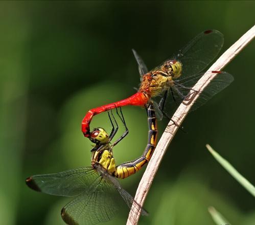 动物繁衍大全42，动植物好词好句（盘点这些动物的奇葩交配）