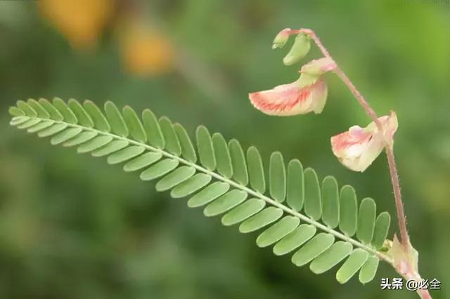 地被植物，常绿植物、地被及其他篇（地被植物名词解释）