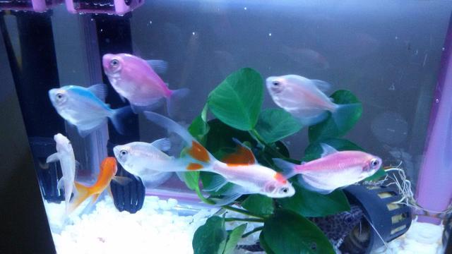 热带鱼的养殖方法和注意事项，斗鱼的养殖方法和注意事项（饲养小型热带观赏鱼有哪些注意事项）