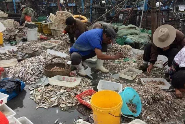 日照海鮮批發市場,日照最大的海鮮批發市場在哪裡(日照海鮮碼頭推薦)