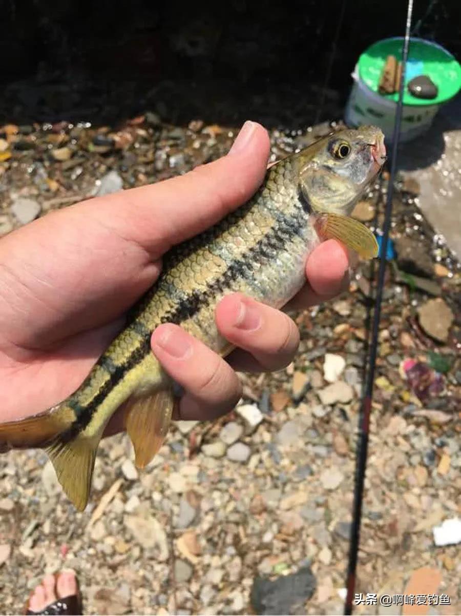 溪石斑鱼百科(生长于溪流之中) - 去钓鱼